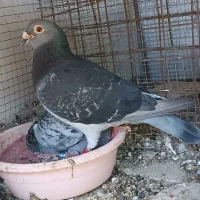 چاپی نر