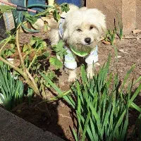 سگ فروشی به علت جانداشتن|سگ|علیآباد کتول, |دیوار