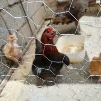 بوقلمون ماده مرغ محلی خروس لاری