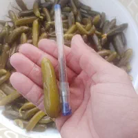 خیارشور تازه وبه قیمت مناسب سوپر نول ممتاز ویژه|خوردنی و آشامیدنی|شیروان (خراسان), |دیوار