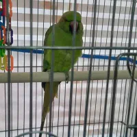 طوطی ملنگو ماده یک ساله|پرنده|رباط‌کریم, انجم آباد|دیوار