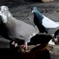 پرنده کبوتر