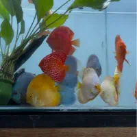 دیسکس|ماهی|تهران, سعادت‌آباد|دیوار