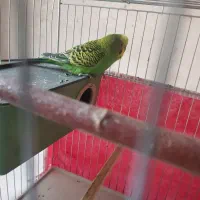 نرو ماده مرغ عشق|پرنده|مریوان, |دیوار