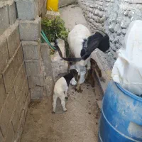 بز بزغاله دار دوقلو جوان شیردار|حیوانات مزرعه|ساری, |دیوار