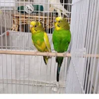 عروس هلندی و مرغ عشق