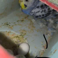 دو جفت مرغ عشق مولد  همراه با تخم|پرنده|بندر ماهشهر, |دیوار