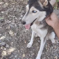 هاسکی ماده|سگ|کهنوج, |دیوار