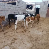 ۹عدد گوساله نر