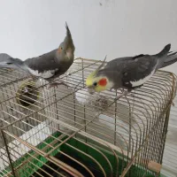 فروش یک جفت عروس با جوجه