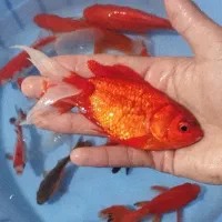 ماهی گلدفیش درشت|ماهی|نسیم‌شهر, |دیوار