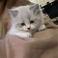 گربه بریتیش