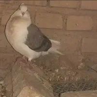 کبوتر فروشی و معاوضه با طوقی|پرنده|دره شهر, |دیوار