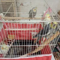 عروس هلندی
