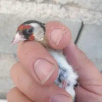 سقا یا سهره ماده