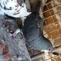 فروشی|پرنده|کازرون, |دیوار