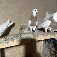 رها سازی  کبوتر