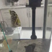 اکواریوم بالوازم ماهی وغذا،پاکدشت|ماهی|پاکدشت, شهرک امام رضا|دیوار