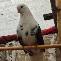 فروش و معاوضه کبوتر پرشی