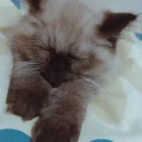 گربه پرشین وهیمالین دونژادس|گربه|ری, دیلمان|دیوار