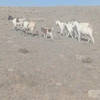 بزای ماده|حیوانات مزرعه|نیر (اردبیل), |دیوار