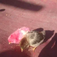 جوجه محلی رنگی و اردک|حیوانات مزرعه|منوجان, |دیوار