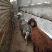 بره نر و شیشک ماده