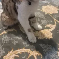گربه