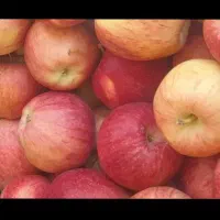 سیب گلابی ارگانیک