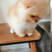 سگ پامرانین خرسی|سگ|هشتگرد, تهران دشت|دیوار