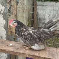 خروس جانیپز اصل