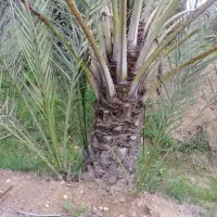 فروش پاجوش کبکاب با قیمت مناسب