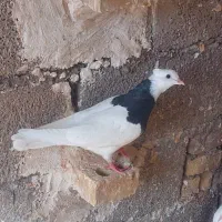 کبوتر طوقی، جوان سه پری|پرنده|اهواز, کوی فرهنگیان ۲|دیوار