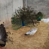 فروش دو عدد طاووس