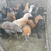 مرغ تازه به تخم 6ماهه|حیوانات مزرعه|اصفهان, دستگرده|دیوار