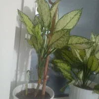 باسلام یک عددگل آکلنمابفروش میرسد