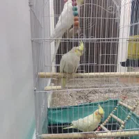 3عدد عروس هلندی نر وماده بسیار سالم|پرنده|تهران, دانشگاه شریف|دیوار