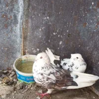 کبوتر تکپر اطراف گرگان