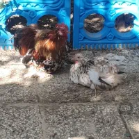 مرغو خروس کوشین