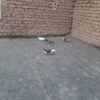 کبوتر|پرنده|نیشابور, فضل|دیوار