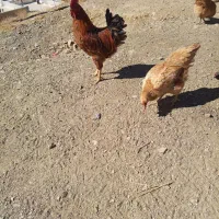 مرغ خروس