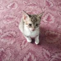 واگذاری بچه گربه رایگان