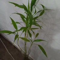 گیاه بامبو هدیه روز مادر