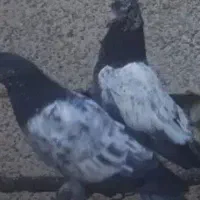 جوجه کبوتر گمشده شهرک مریم