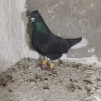 فروش چند جفت آلمان کیلومتری با تخم جوجه و پرشی|پرنده|نیشابور, میدون بار|دیوار