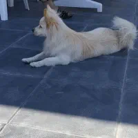 شیتزو روباهی