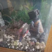 اکواریوم|ماهی|تهران, مختاری|دیوار