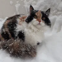 گربه ماده|گربه|نقده, |دیوار