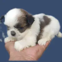 شیتزو سوپر فلت عروسکی|سگ|رشت, دیانتی|دیوار