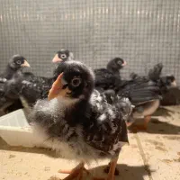 پلیموت آمروک